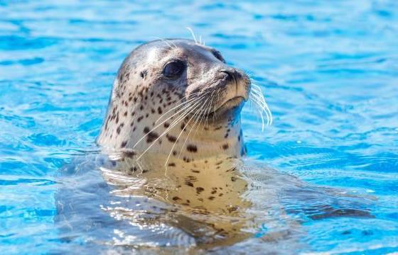 山东青岛成立斑海豹保育及研究中心