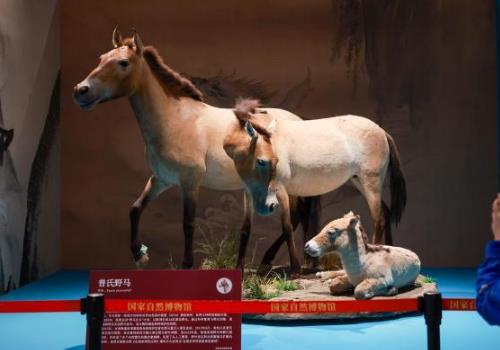 �������´�����ȫ����Ф�Ļ���չ���ڹ�����