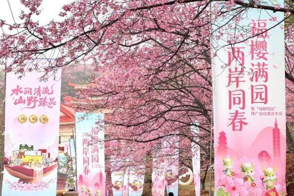 2026海峡两岸(清流)樱花文化季开启