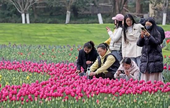 2026����̫���������㻨չ��ʽ��չ